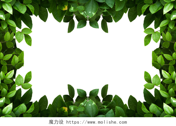 绿色的树叶边框绿色的树叶帧上白色隔离.
